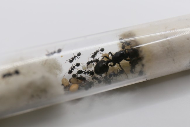 Reine et ouvrières Messor barbarus