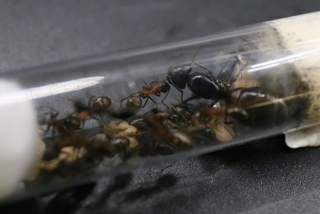 Camponotus herculeanus et ses ouvrières