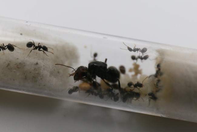 Reine et ouvrières Messor barbarus