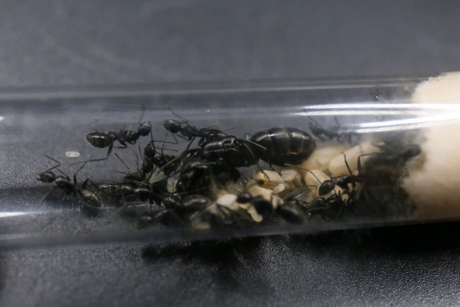 Camponotus vagus ; reine, ouvrières et couvain