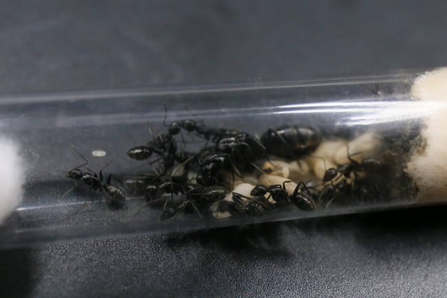 Camponotus vagus ; reine, ouvrières et couvain