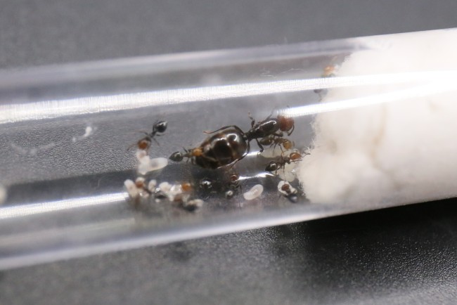Reine et ouvrirères Crematogaster scutellaris