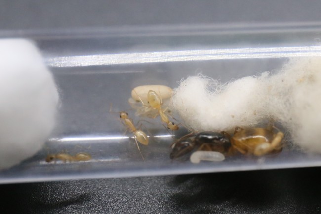 Reine et ouvrières Camponotus fedtschenkoi