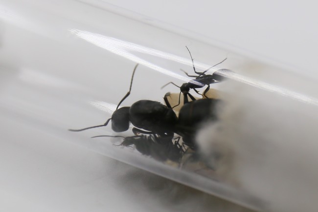 Reine Camponotus japonicus et ses ouvrières