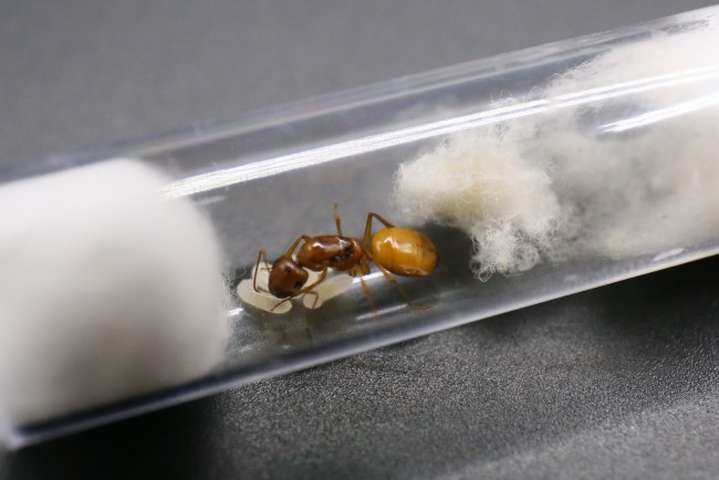 Reine Camponotus fedtschenkoi et couvain