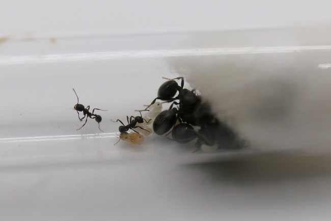 Messor aciculatus 4 reines et ouvrières
