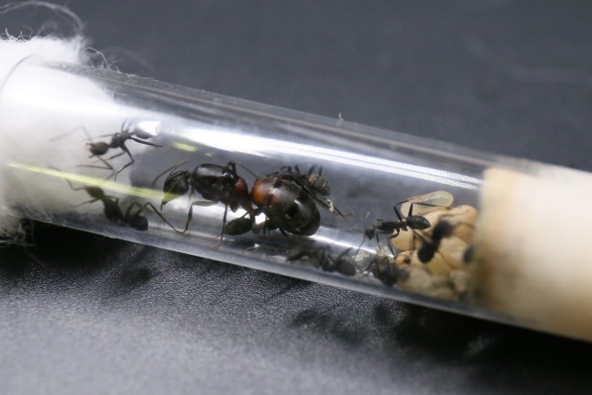 Camponotus cruentatus ; reine, ouvrières et couvain
