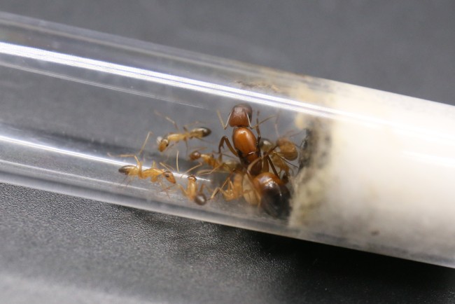 Reine et ouvrières Camponotus baldaccii