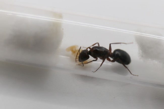 Camponotus turkestanicus et couvain
