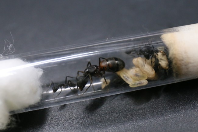 Camponotus cruentatus ; reine, ouvrières et couvain