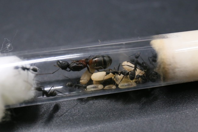 Camponotus cruentatus ; reine, ouvrières et couvain