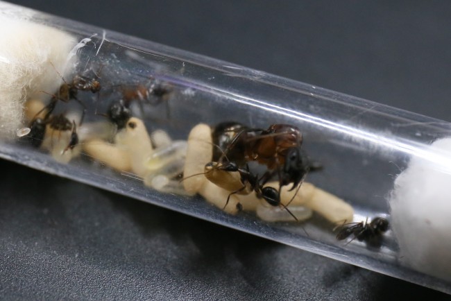 Camponotus barbaricus, ses ouvrières et son couvain