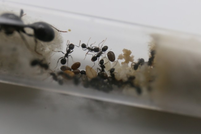 Reine et ouvrières Messor barbarus