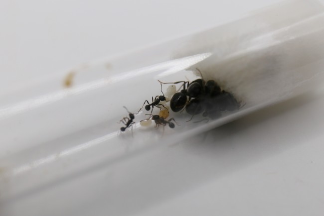 Messor aciculatus 4 reines et ouvrières