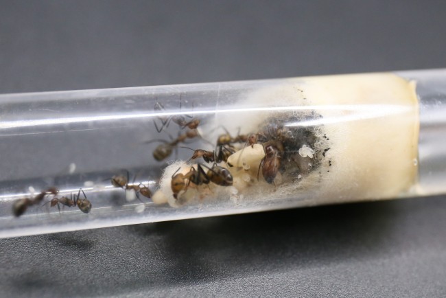 Camponotus nicobarensis ; reine, ouvrières et couvain
