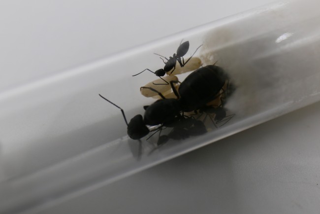 Reine Camponotus japonicus et ses ouvrières