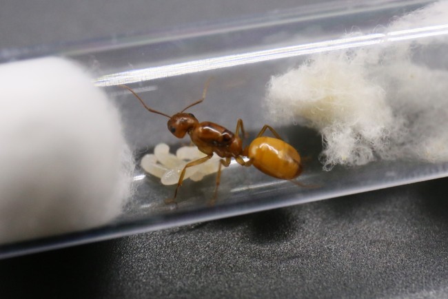 Reine Camponotus fedtschenkoi et couvain