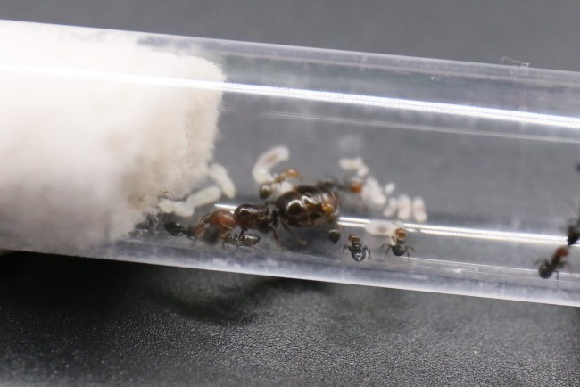 Reine et ouvrirères Crematogaster scutellaris