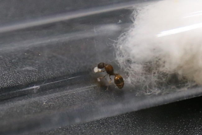 Reine Temnothorax et couvain