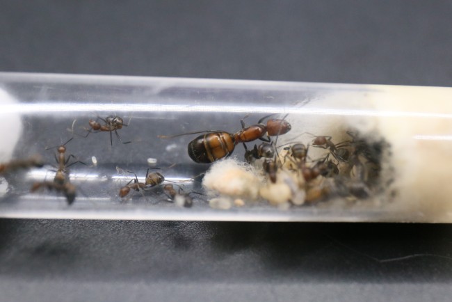 Camponotus nicobarensis ; reine, ouvrières et couvain