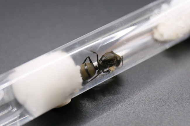 Camponotus pseudolendus et couvain