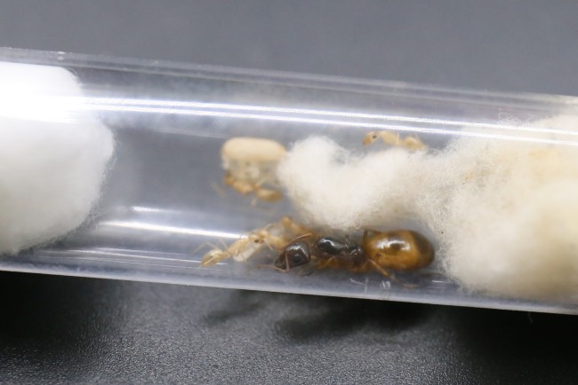Reine et ouvrières Camponotus fedtschenkoi