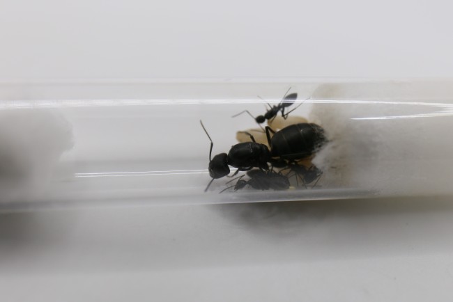Reine Camponotus japonicus et ses ouvrières