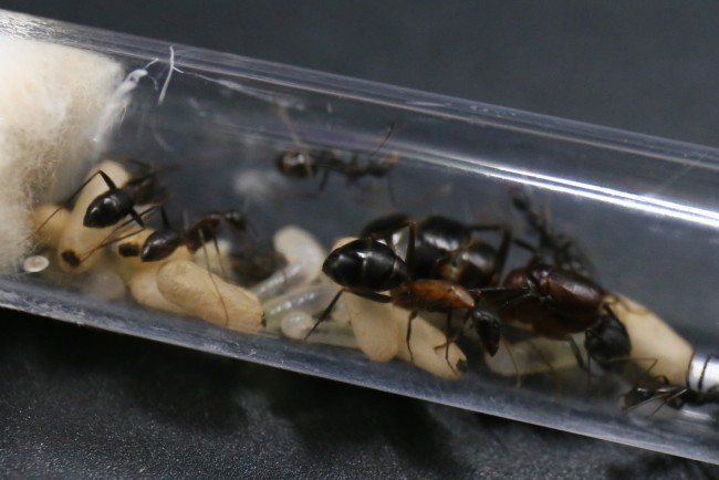 Camponotus barbaricus, ses ouvrières et son couvain