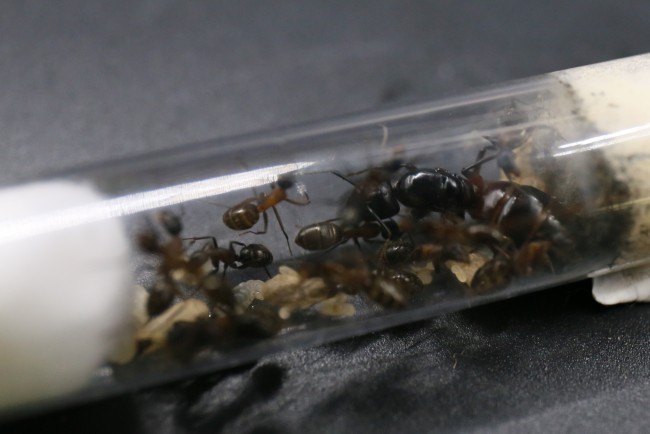 Camponotus herculeanus et ses ouvrières