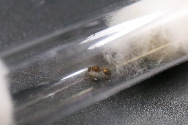 Reine Temnothorax et couvain