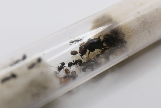 Reine Messor barbarus et ouvrières