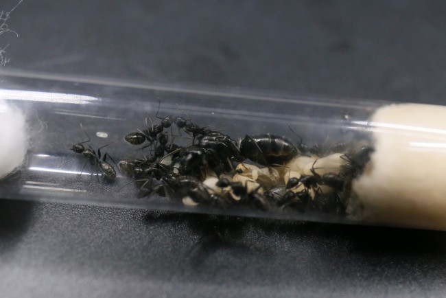 Camponotus vagus ; reine, ouvrières et couvain