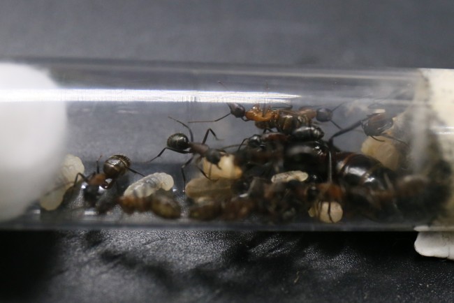 Camponotus herculeanus et ses ouvrières