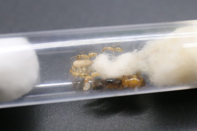 Reine et ouvrières Camponotus fedtschenkoi