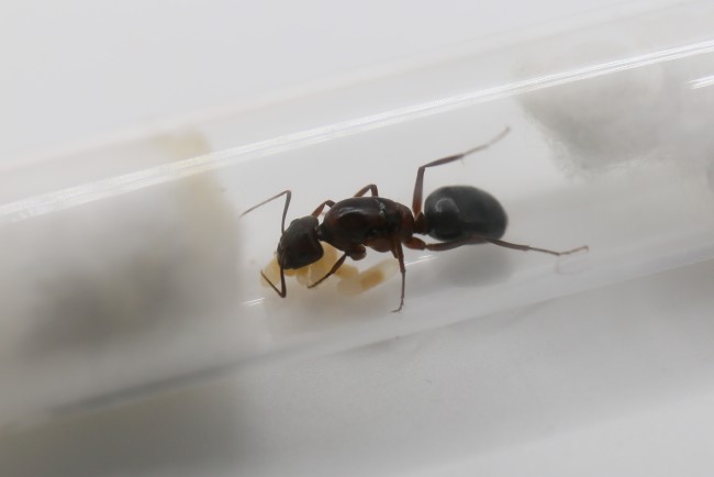 Camponotus turkestanicus et couvain