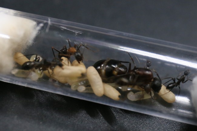 Camponotus barbaricus, ses ouvrières et son couvain