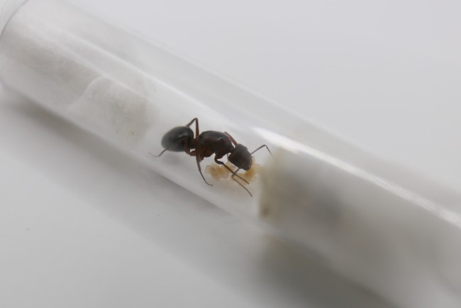 Camponotus turkestanicus et couvain