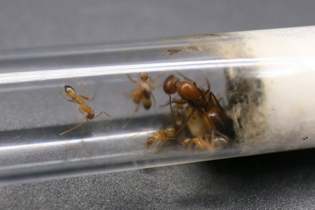 Reine et ouvrières Camponotus baldaccii