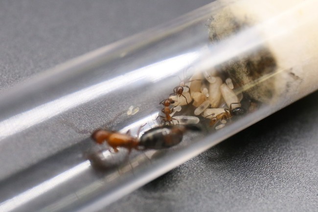 Camponotus discolor ; reine, ouvrières et couvain