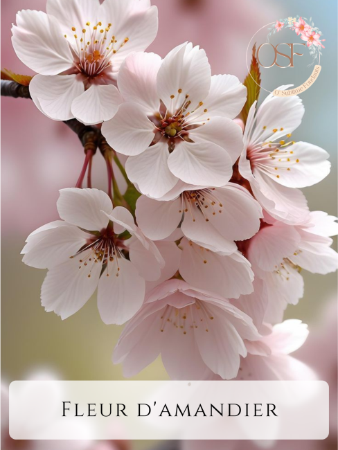 Nougat blanc_20260212_021202_0000