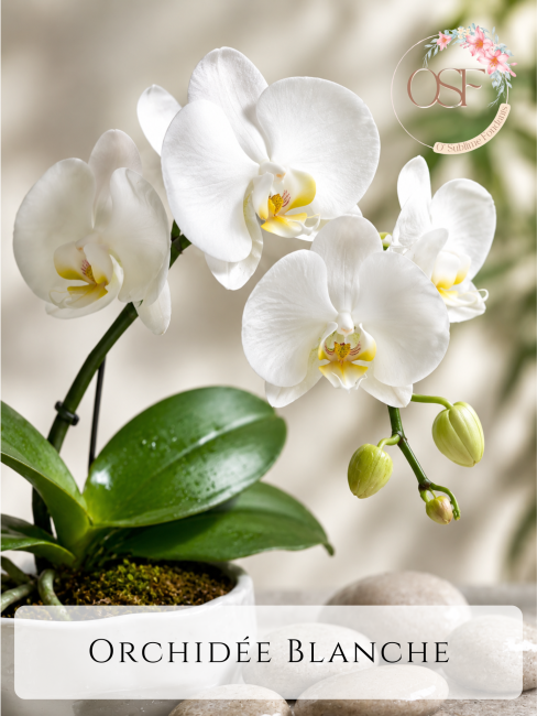 Nougat blanc_20260523_100705_0000