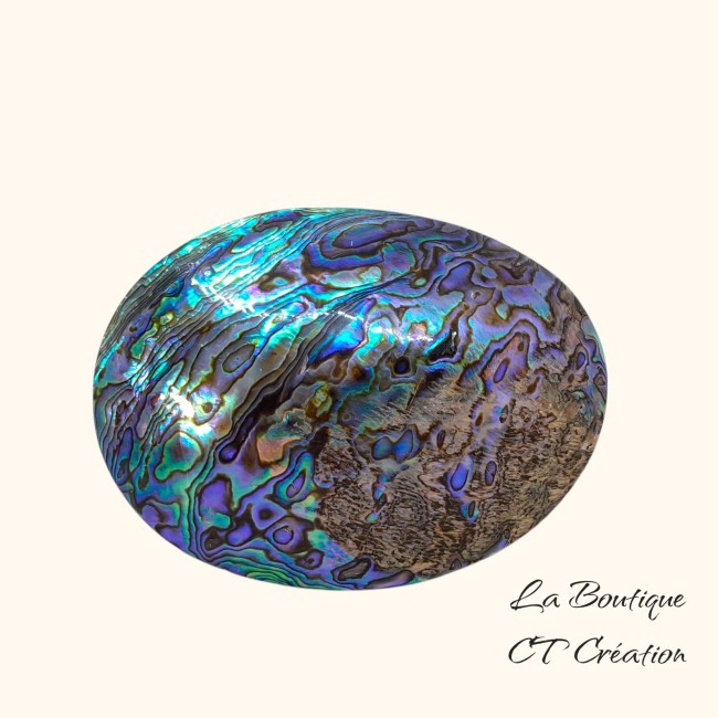 Coquille abalone 11CM-3