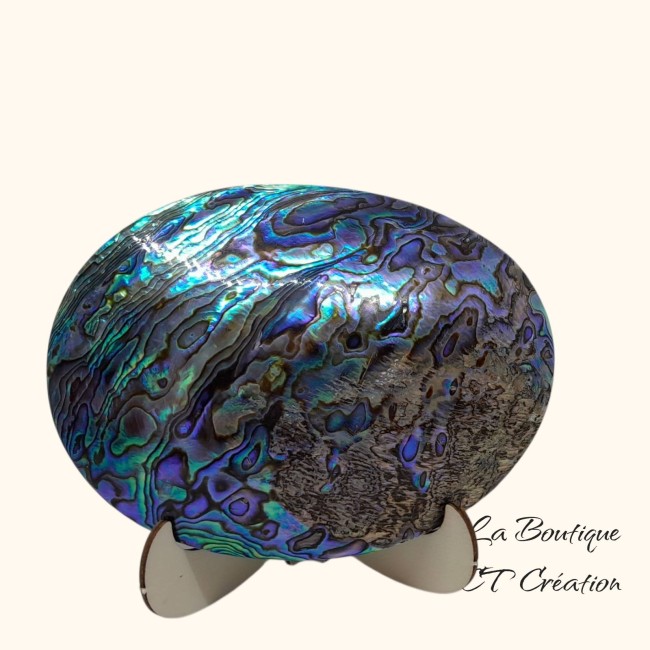 Coquille abalone 11CM-1