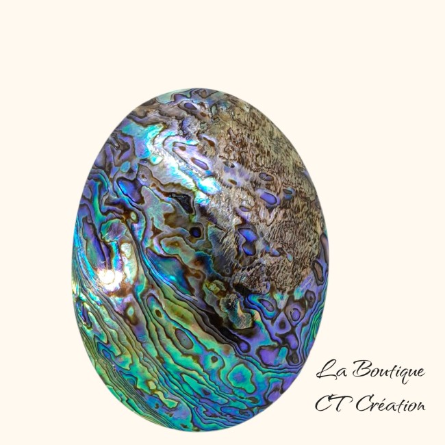 Coquille abalone 11CM-2