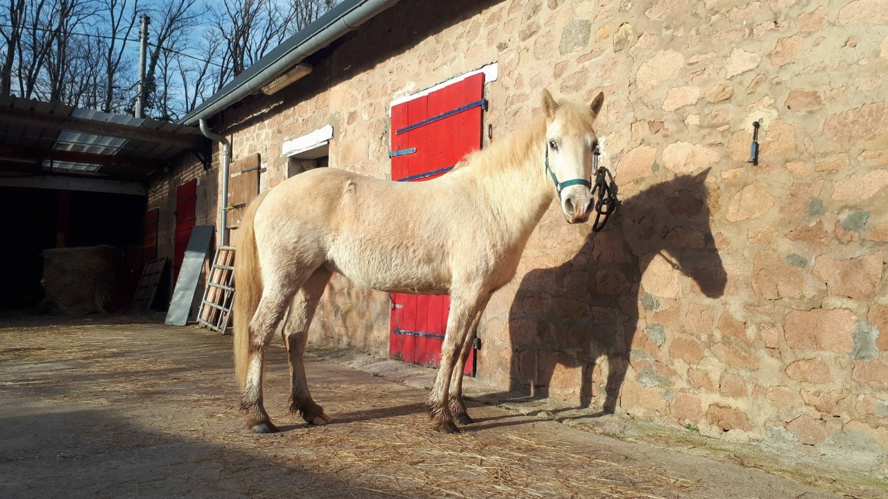 Kiriélo Dou Velous à vendre - Ponette Camarge 6 ans | La Joyeuse Lune