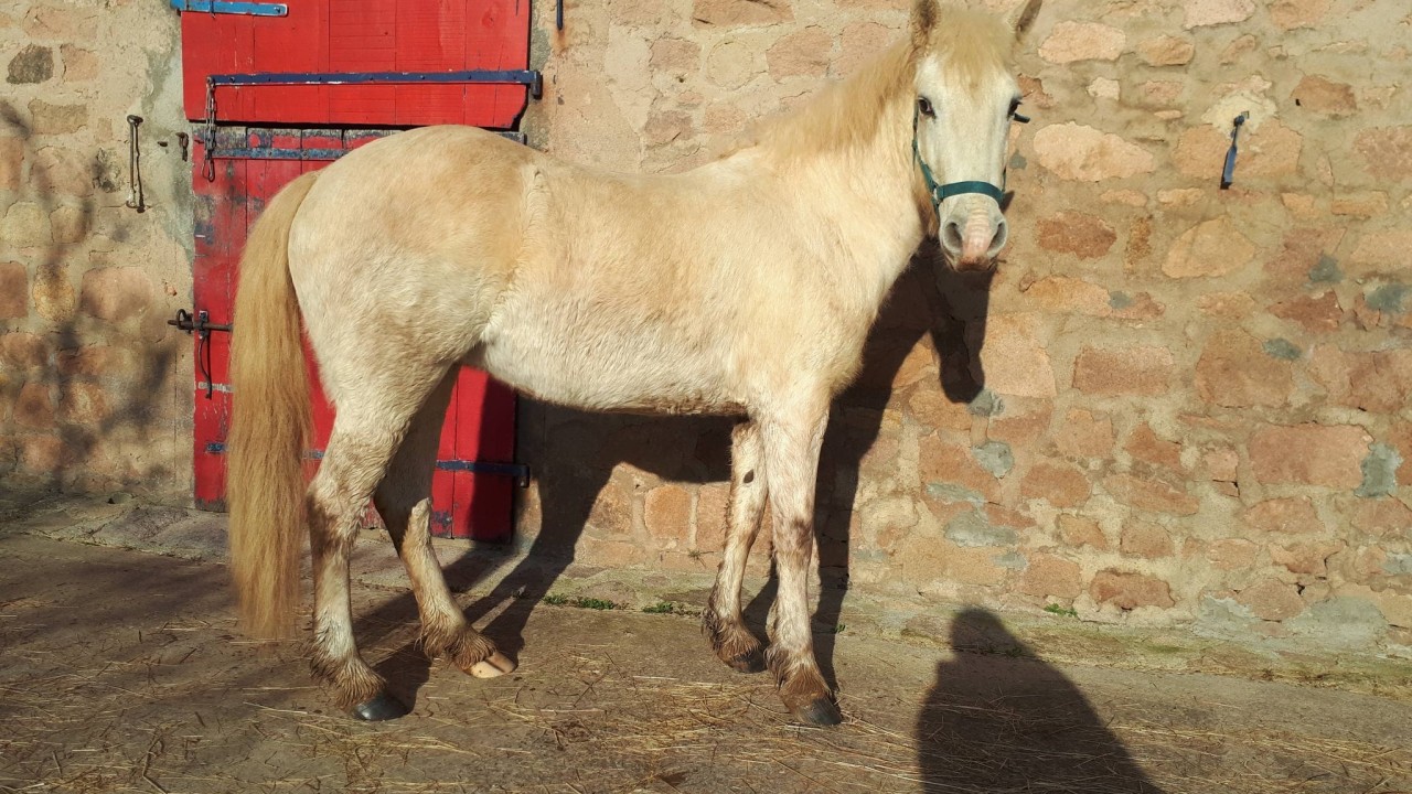 Kiriélo Dou Velous à vendre - Ponette Camarge 6 ans | La Joyeuse Lune