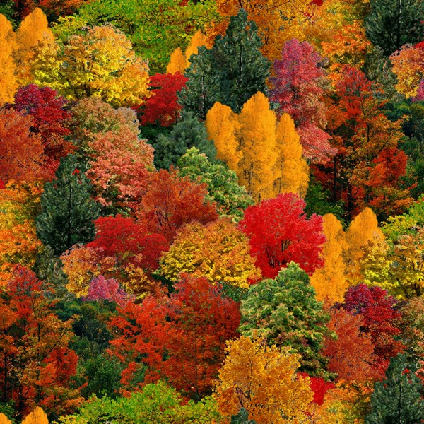 Tissu patchwork Landscape Medley Autumn Trees Multi 309MULTI Elizabeth's Studio