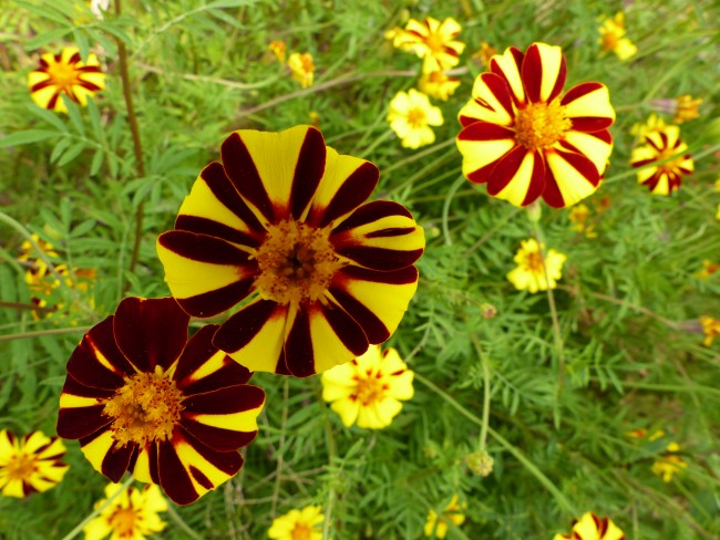 Tagète Nématicide Mix NT (code 485205)