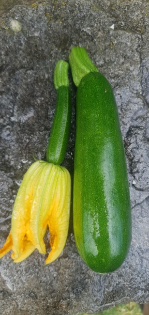 Courgette Maveric F1 BIO (code 460148)