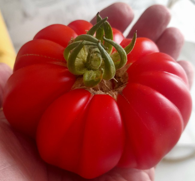 tomate-buffalosteak